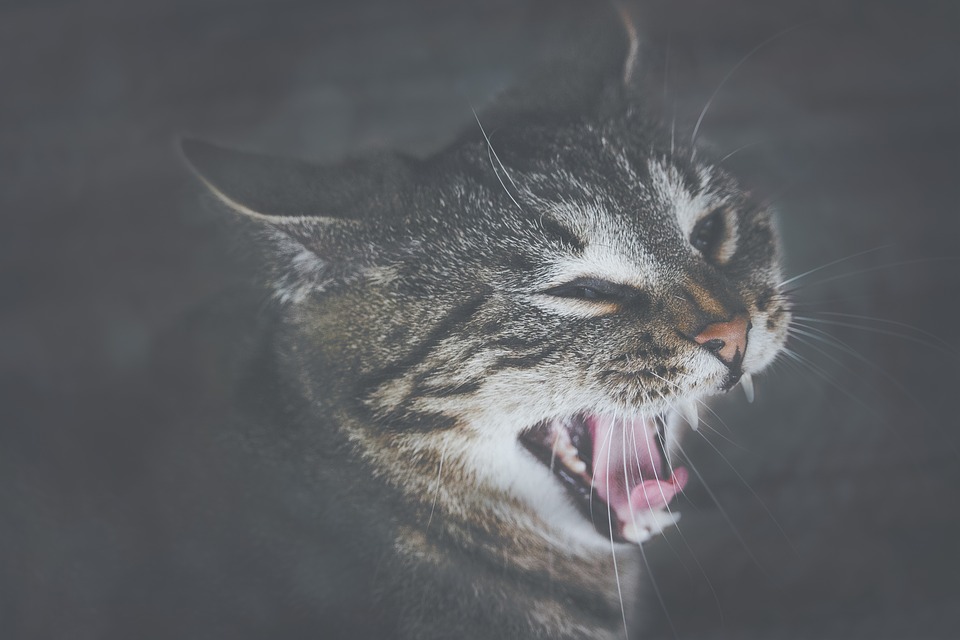 FANG
