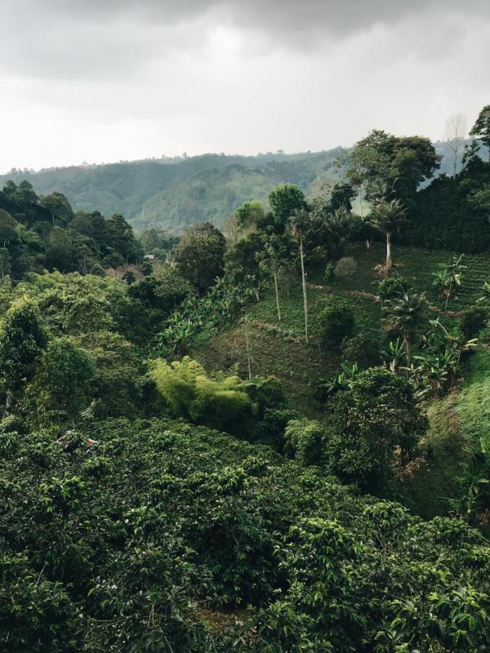 Quindio, región cafetalera, una de las más afectadas por el conflicto armado. Foto por Reiseuhu en Unsplash.