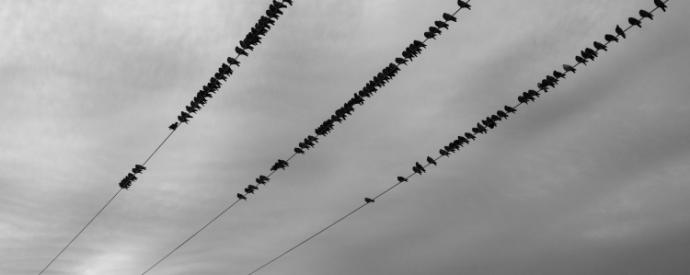 Picture of birds on cables.