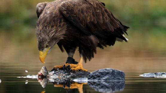 eagle eating fish