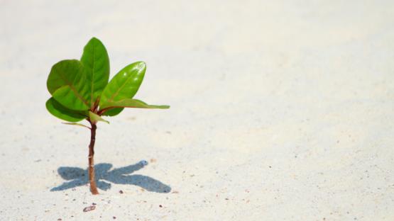 Young plant growing on beach 