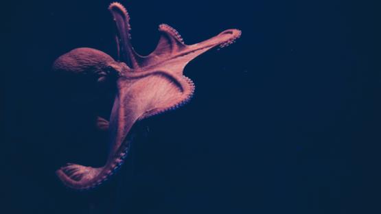 octopus in dark waters