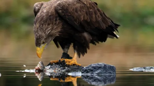 eagle eating fish