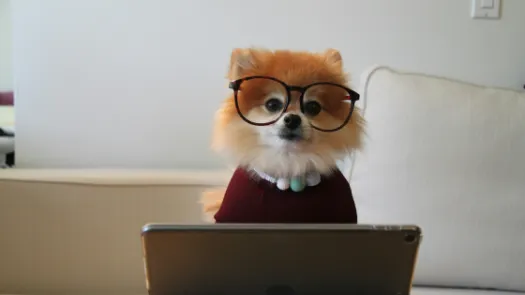 Pomeranian puppy dressed smartly wearing glasses in front of tablet device looking at you