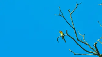Bird chirping against blue sky
