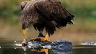 eagle eating fish